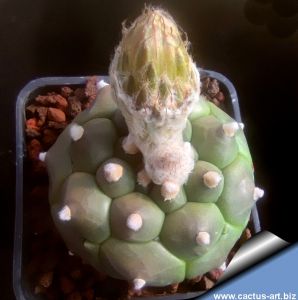 Astrophytum asterias cv. KIKKO + RURY ( syn: "KITSU-KOW KABUTO")