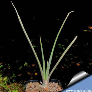 Aloe verecunda (Grass Aloe)