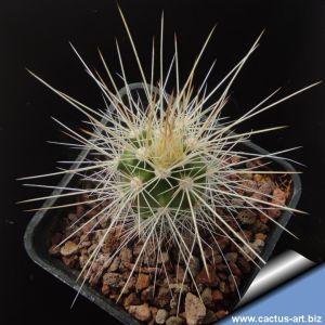 Echinocereus nicholii v. llanuarensis Hermosillo, Sonora, Mexico