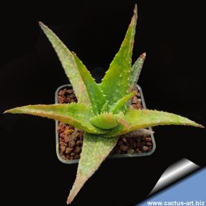 Aloe hybrid pratensis x humilis