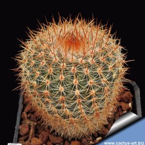 Notocactus purpureus