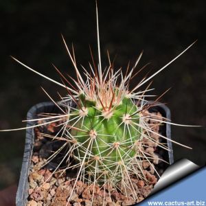 Echinocereus engelmannii L13 San Borja, 200-400m, Baja California, Mexico (Echinocereus sanborgianus)