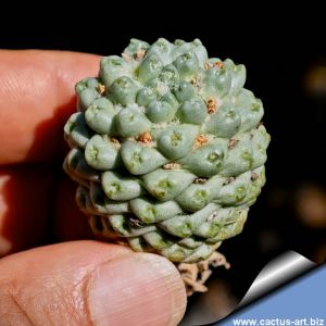 Mammillaria schumannii cv. INERMIS (f. nuda)