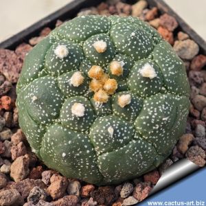 Astrophytum asterias cv. KIKKO ( syn: "KITSU-KOW KABUTO")