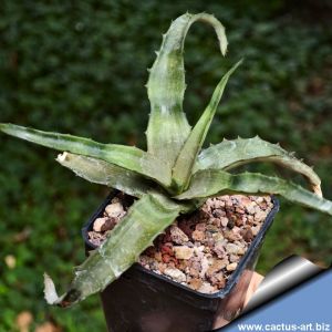 Aloe citrea