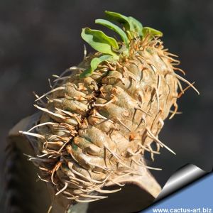 Euphorbia guillauminiana f. cristata (grafted)