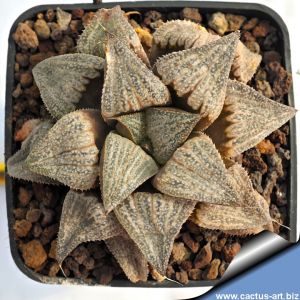 Haworthia cv. GOLD DUST