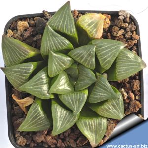 Haworthia bayeri cv. TOKUAMI