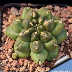 Gymnocalycium mihanovichii cv. KIKKO