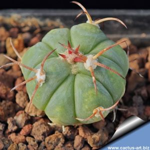 Echinocactus horizonthalonius Tula, Tamaulipas, Mexico