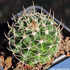 Mammillaria karwinskiana v. nejapensis Mitla, Oaxaca, Mexico