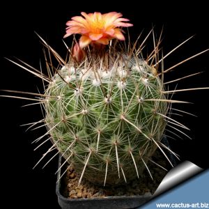 Thelocactus conothelos v. aurantiacus SB329 Amberri, Nuevo Leon, Mexico