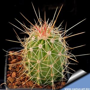 Echinocereus stramineus IDD2032 El Pilar, Coahuila, Mexico