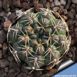 Gymnocalycium erolesii VOS83 North-East of Vera, Santa Fe, Argentina. 64m