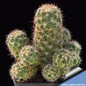 Mammillaria mazatlensis