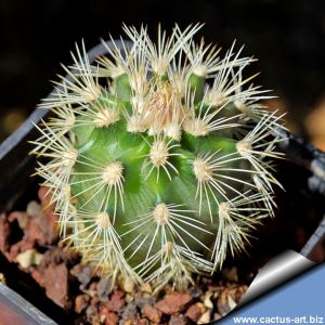 Echinocereus dasyacanthus 'bright spines'