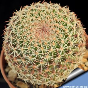 Mammillaria mystax (yelow flower type)