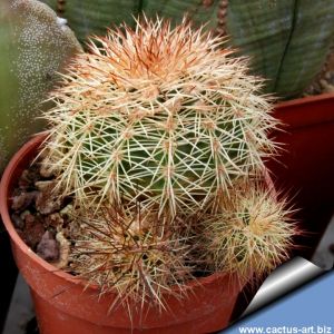 Echinocereus lloydii Texas, USA