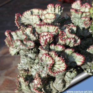 Euphorbia lactea f. cristata alba