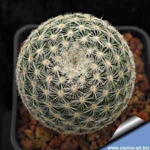 Mammillaria brauneana