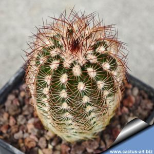 Echinocereus reichenbachii v. baileyi 'longispinus' JRT222 Comanche Co, Oklahoma, USA