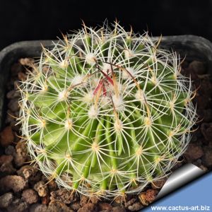 Stenocactus polyacanthus v. wippermannii CH598 Sombrerete, 2275m, Zacatecas, Mexico