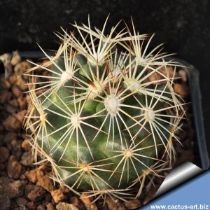 Coryphantha delaetiana GM503 Cuatrocienega El Retiro, 920 m, Coahuila, Mexico