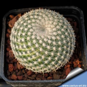 Mammillaria pseudoperbella