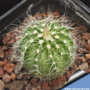 Echinocereus pulchellus v. weinbergii Sombrerete, Zacatecas, Mexico