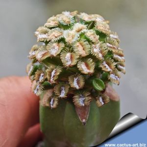 Mammillaria bertholdii (GRAFTED)