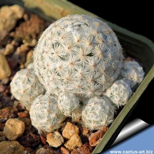 Mammillaria herrerae f. prolifera (caespitosa)