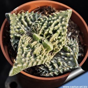 Faucaria tigrina cv. FANG