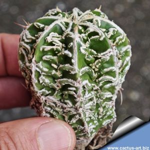 Astrophytum myriostigma cv. HANAKAGO (ex Japan)