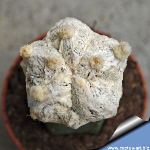 Astrophytum myriostigma cv. EXTREME WHITE