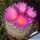 Thelocactus macdowellii