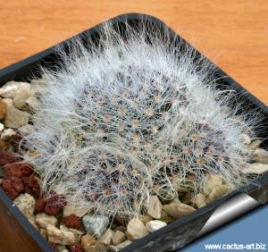 Mammillaria scheinvariana Zimapan Queretaro, Mexico