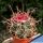 Ferocactus acanthodes