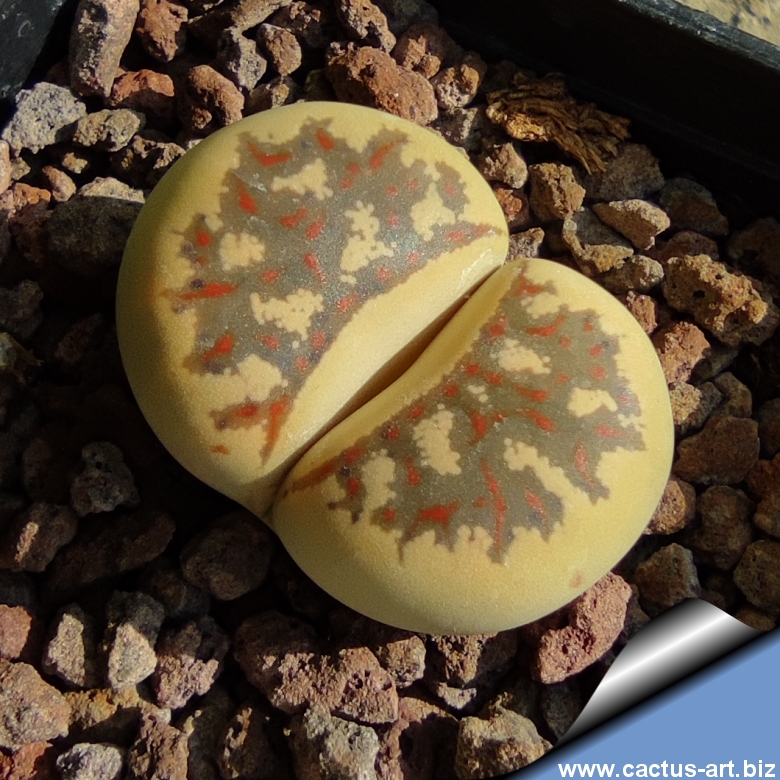 Lithops dorotheae F357 ex Fritz.(MG 1570.9 )