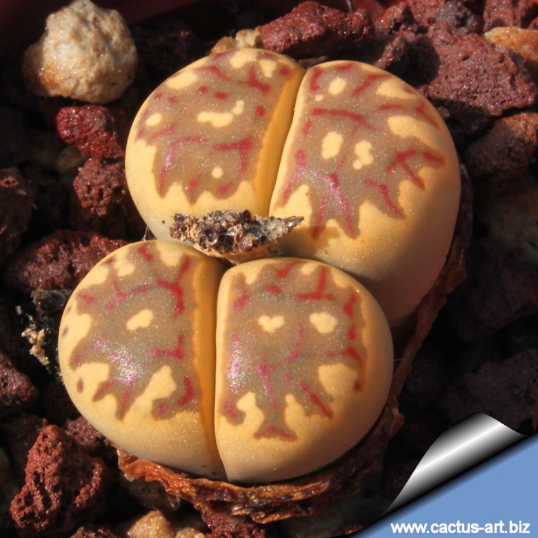 Lithops dorotheae F357 ex Fritz.(MG 1570.9 )