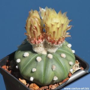 Astrophytum asterias "nudum"