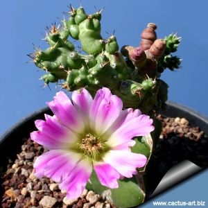 Echinocereus pentalophus f. mostruosa