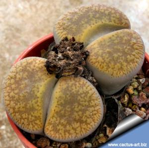 Lithops aucampiae C003 10km South-East of Postmasburg, Cape Province