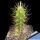 Echinocereus pensilis (syn: Morangaya pensilis)