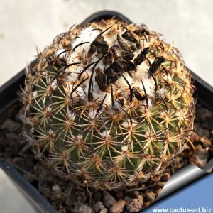 Rapicactus ysabelae