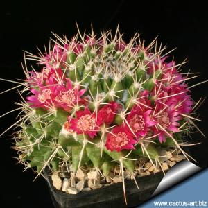 Mammillaria compressa