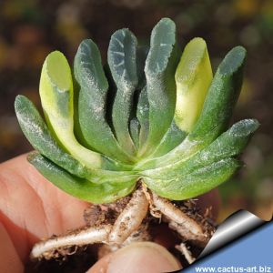 Haworthia truncata f. variegata (TYPE 2)