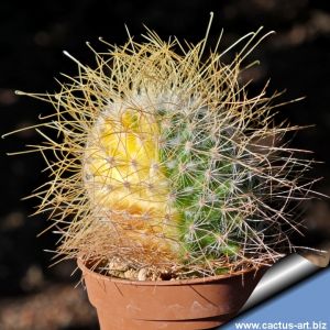 Mammillaria rekoi v. leptacantha "aurea" f. variegata