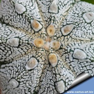 Astrophytum hybrid SK-ONZ F1(SUPERKABUTO x ONZUKA)