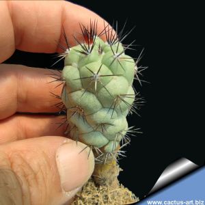 Ortegocactus macdougalli