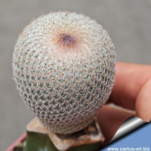 Epithelantha micromeris Guadalupe Mountains, New Mexico, USA